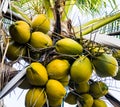 Coconuts on a palm tree at Jan Thiel Beach in Curacao Royalty Free Stock Photo