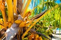 Coconuts on a palm tree in the lagoon Huahine, French Polynesia. Close-up. With selective focus