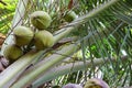 Coconuts on the palm tree in nature Royalty Free Stock Photo