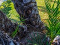 Coconuts palm tree perspective view down on the grass