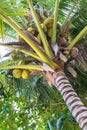 Coconuts palm tree perspective view Royalty Free Stock Photo