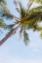 Coconuts palm tree perspective view from floor high up Royalty Free Stock Photo