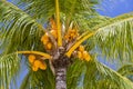 Coconuts palm tree perspective view from floor high up Royalty Free Stock Photo