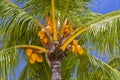 Coconuts palm tree perspective view from floor high up Royalty Free Stock Photo