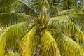 Coconuts palm tree perspective view from floor high up Royalty Free Stock Photo