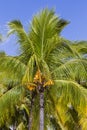 Coconuts palm tree perspective view from floor high up Royalty Free Stock Photo