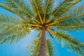 Coconuts palm tree perspective view from floor high up. Summer vacation and nature travel adventure concept. Royalty Free Stock Photo