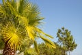 Coconuts palm tree perspective view from floor high up.The tops of palm trees on a clear blue sky.Copy space.Summer Royalty Free Stock Photo