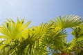 Coconuts palm tree perspective view from floor high up.The tops of palm trees on a clear blue sky.Copy space.Summer Royalty Free Stock Photo