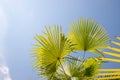 Coconuts palm tree perspective view from floor high up.The tops of palm trees on a clear blue sky.Copy space.Summer Royalty Free Stock Photo