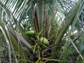 Coconuts on Palm tree at South Beach, Miami. Royalty Free Stock Photo