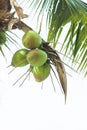 Coconuts On The Palm Tree
