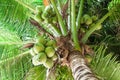 Coconuts palm tree Royalty Free Stock Photo