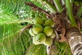 Coconuts palm tree Royalty Free Stock Photo