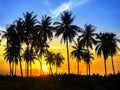 Coconuts palm trees on sun set Royalty Free Stock Photo