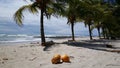 Coconuts and palmtrees Royalty Free Stock Photo
