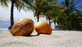 Coconuts and palmtrees Royalty Free Stock Photo