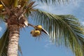 Coconuts in the plamtrees Royalty Free Stock Photo