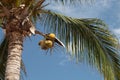 Coconuts in the plamtrees blue sky Royalty Free Stock Photo