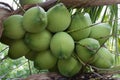 Coconuts on Rain Season Royalty Free Stock Photo