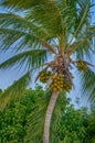 Coconuts ripening on palm tree