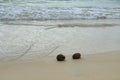 Coconuts in the sand at Floreana island