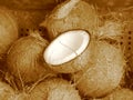 Coconuts (sepia)