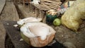 coconuts sold on the street in the philippines