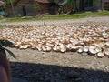 coconuts are dried to make copra Royalty Free Stock Photo