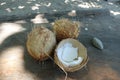 3 Coconuts on a table - open white Coco meat - tropial fruits in Colombia