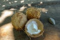 3 Coconuts on a table - open white Coco meat - tropial fruits in Colombia Royalty Free Stock Photo