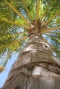 Coconuts Tree Royalty Free Stock Photo