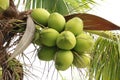 Coconuts on tree