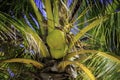 Coconuts In Tree Royalty Free Stock Photo