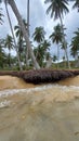 Coconuts tree at the beach Royalty Free Stock Photo