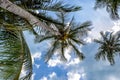 Coconuts on a tree on the beach Koh Samui Thailand Royalty Free Stock Photo