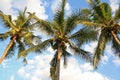 Coconuts tree and blue sky