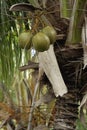 Green Coconuts growing on a palm tree