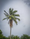 Coconuts tree at Ometepe Island. Royalty Free Stock Photo