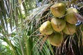 Coconuts in a tree Royalty Free Stock Photo