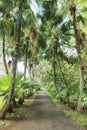 Coconuts tree row along the road Royalty Free Stock Photo