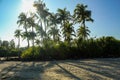 Coconuts tree with shadows in sea beach of Saint Martin Island Royalty Free Stock Photo