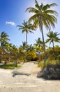 Coconuts on tropical beach path, cuba Royalty Free Stock Photo