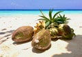 Coconuts and tropical fruits in the sand on the beach Royalty Free Stock Photo