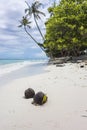 Coconuts on a Tropical White Sand Beach Royalty Free Stock Photo