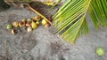 Coconuts under a palmtree