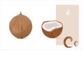 Coconuts vector illustration. Coco art. Tropical fruits, coconut. Exotic collection. Coconut shell.