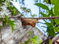 a cocoon attached to a srikaya tree branch