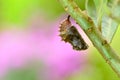 Cocoon of Blue Moon Butterfly Royalty Free Stock Photo