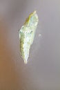 Cocoon of cabbage butterfly ( Pieris brassicae) Royalty Free Stock Photo